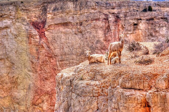 Red Rock Canyon Self-Guided Driving Audio Tour - Trail breaks: Calico Basin and Ice Box Canyon (short walks with big payoffs)