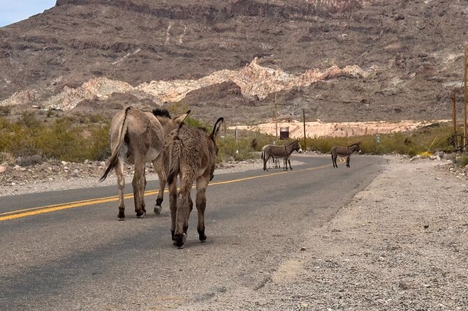 Route 66, Oatman, Nelson Ghost Town SmallGroup Tour from LasVegas - The guide factor: Matthew’s pace and photo help