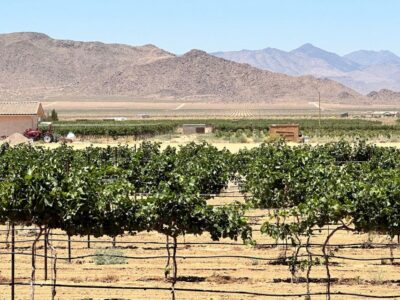 Scenic Desert Wine, Distillery Tastings/Brewery/RT66 & Lunch - The Van Ride: Time on the Road Without the Stress