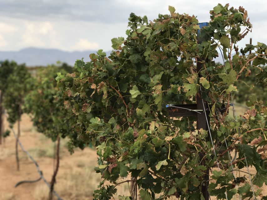 Scenic Desert Wine, Distillery Tastings/Brewery/RT66 & Lunch - Desert Diamond Distillery: Guided Spirits Tasting, Not Just a Pour