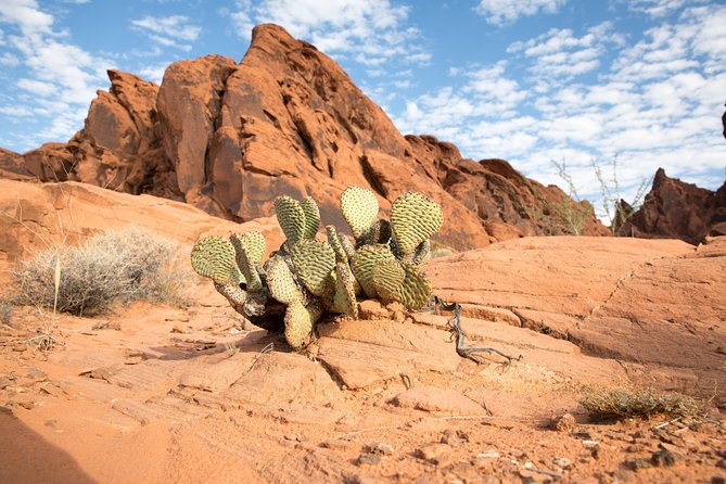 Valley of Fire and Lost City Museum Tour from Las Vegas - Morning Pickup: What to Expect at 8:00am in Vegas