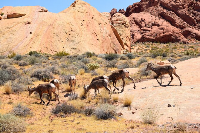 Valley of Fire and Lost City Museum Tour from Las Vegas - Lost City Museum: Ruins, Pottery, and Rock Art You Can Really Read
