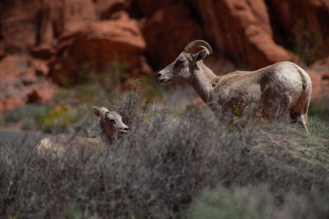 Valley of Fire Guided Hiking Tour and Mojave Desert Adventure - Valley of Fire from Las Vegas: why this day feels special