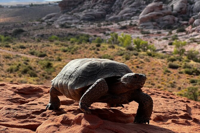Valley of Fire & Zion Park, 1-Day Tour from Las Vegas - Zion National Park in limited time: viewpoints plus a Virgin River walk