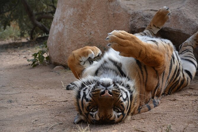 Wild Animal Nature Park Scenic Route 66 Crozier Canyon - Crozier Canyon Safari: The Setting That Makes This Worth It