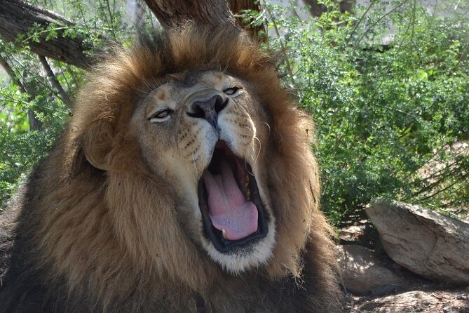 Wild Animal Nature Park Scenic Route 66 Crozier Canyon - The Keeper-Led Historic Route 66 Drive: How the Tour Flows