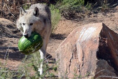Wild Animal Nature Park Scenic Route 66 Crozier Canyon - Animals You’ll Spot: Big Cats, Wolves, Bears, and More