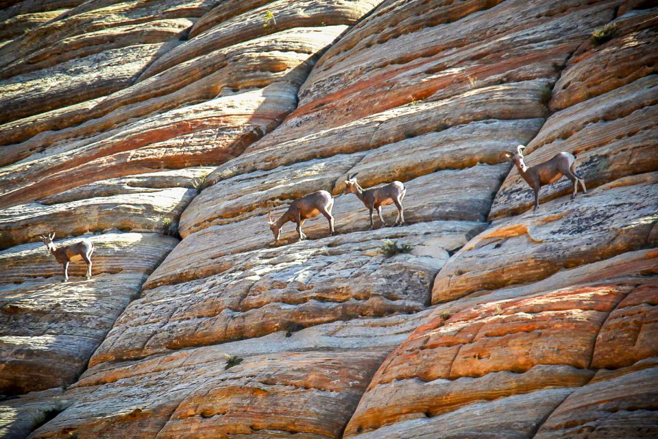 Zion National Park Small Group Adventure from Las Vegas - Price and value: what $293 buys you